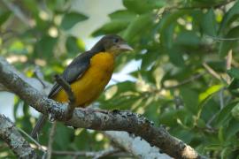 Wikłacz dwubarwny - Ploceus bicolor - Dark-backed Weaver