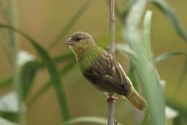 Wikłacz maskowy - Southern Masked Weaver - Ploceus velatus