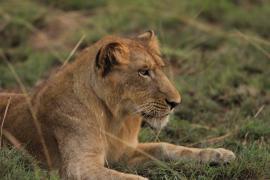 Lew afrykański - Panthera leo - Lion 