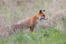 Lis - Vulpes vulpes - Red fox 