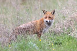 Lis - Vulpes vulpes - Red fox 