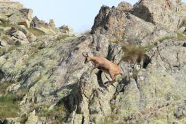 Kozica - Rupicapra rupicapra - Alpine chamois