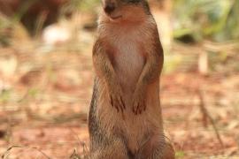 Berberyjka marokańska - Atlantoxerus getulus - Barbar ground squirrel