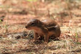 Berberyjka marokańska - Atlantoxerus getulus - Barbar ground squirrel