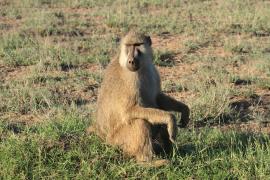 Pawian masajski - Papio cynocephalus - Yellow baboon