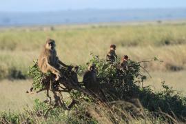 Pawian masajski - Papio cynocephalus - Yellow baboon