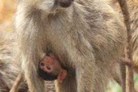 Pawian masajski - Papio cynocephalus - Yellow baboon