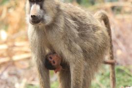 Pawian masajski - Papio cynocephalus - Yellow baboon