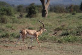 Gazela Granta - Nanger granti - Grant's gazelle 