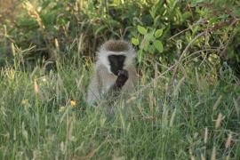 Kotawiec sawannowy - Chlorocebus pygerythrus - Vervet monkey