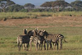 Zebra stepowa - Equus quagga - Common zebra