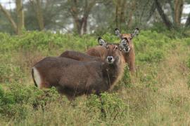 Kob śniady - Kobus ellipsiprymnus - Waterbuck