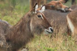Kob śniady - Kobus ellipsiprymnus - Waterbuck