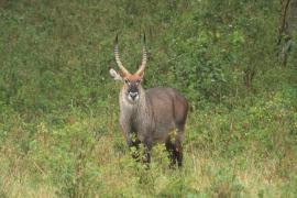 Kob śniady - Kobus ellipsiprymnus - Waterbuck
