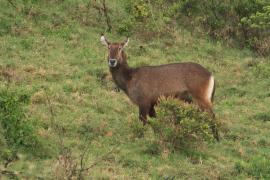 Kob śniady - Kobus ellipsiprymnus - Waterbuck