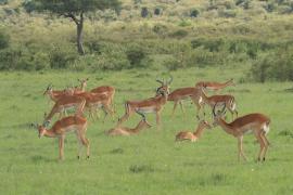 Impala zwyczajna - Aepyceros melampus - Impala