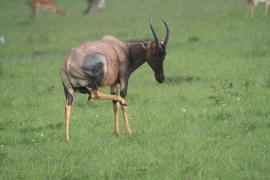 Sasebi właściwy - Damaliscus  lunatus - Topi