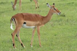 Impala zwyczajna - Aepyceros melampus - Impala