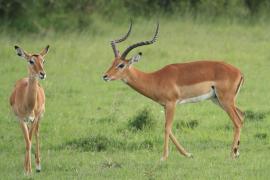 Impala zwyczajna - Aepyceros melampus - Impala