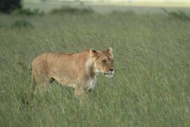 Lew afrykański - Panthera leo - Lion 