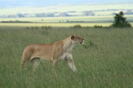 Lew afrykański - Panthera leo - Lion 