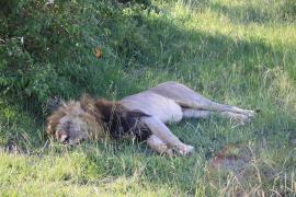 Lew afrykański - Panthera leo - Lion 