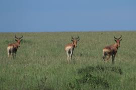 Bawolec krowi - Alcelaphus buselaphus - Hartebeest