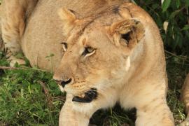 Lew afrykański - Panthera leo - Lion 