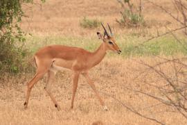 Impala zwyczajna - Aepyceros melampus - Impala