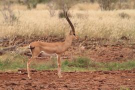 Gazela Granta - Nanger granti - Grant's gazelle 