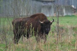 Żubr - Bison bonasus - European bison