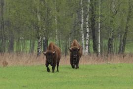 Żubr - Bison bonasus - European bison
