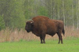 Żubr - Bison bonasus - European bison