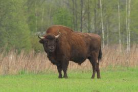 Żubr - Bison bonasus - European bison