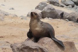 Kotik karłowaty - Arctocephalus pusillus - South African fur seal