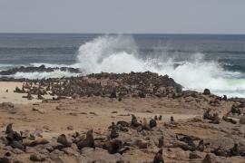 Kotik karłowaty - Arctocephalus pusillus - South African fur seal