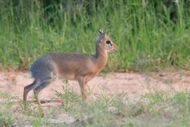 Dikdik sawannowy - Madoqua kirkii - Kirk's dikdik 