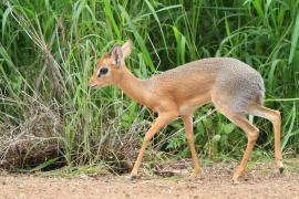 Dikdik sawannowy - Madoqua kirkii - Kirk's dikdik 