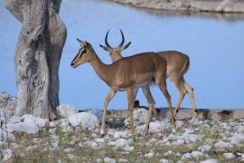 Impala zwyczajna - Aepyceros melampus - Impala