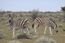 Zebra stepowa - Equus quagga - Common zebra