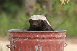 Ratel miodożerny - Mellivora capensis - Honey badger