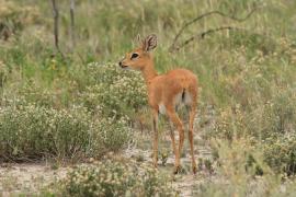 Antylopik zwyczajny - Raphicerus campestris - Steenbok