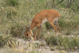 Antylopik zwyczajny - Raphicerus campestris - Steenbok