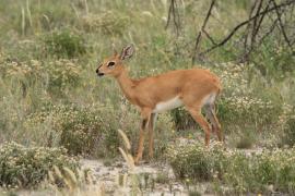 Antylopik zwyczajny - Raphicerus campestris - Steenbok