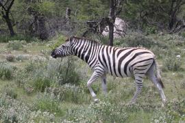 Zebra stepowa - Equus quagga - Common zebra