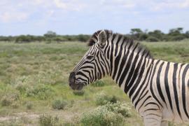 Zebra stepowa - Equus quagga - Common zebra