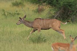 Kudu wielkie - Tragelaphus strepsiceros - Greater kudu
