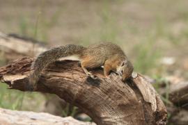 Zaroślarka akacjowa - Paraxerus cepapi - Smith's bush squirrel