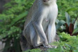 Kotawiec sawannowy - Chlorocebus pygerythrus - Vervet monkey