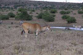 Eland - Taurotragus oryx - Eland